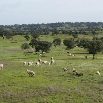 La campagne de l'Alentejo