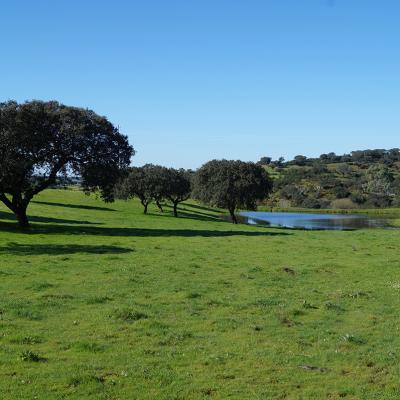 La campagne de l'Alentejo