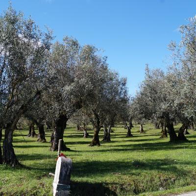 La campagne de l'Alentejo