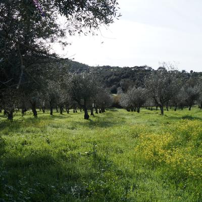 La campagne de l'Alentejo