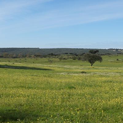La campagne de l'Alentejo