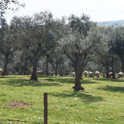 La campagne de l'Alentejo