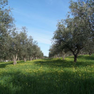 Olive trees
