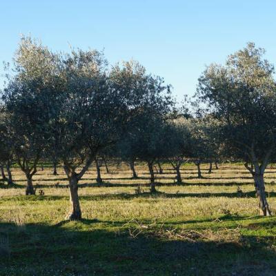 Olive trees