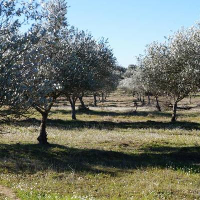 Olive trees
