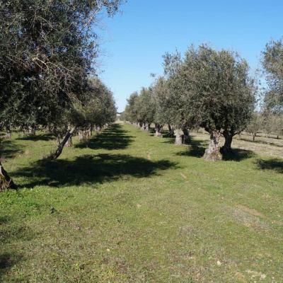 Olive trees