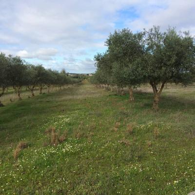 Olive trees