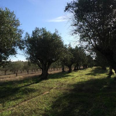Olive trees