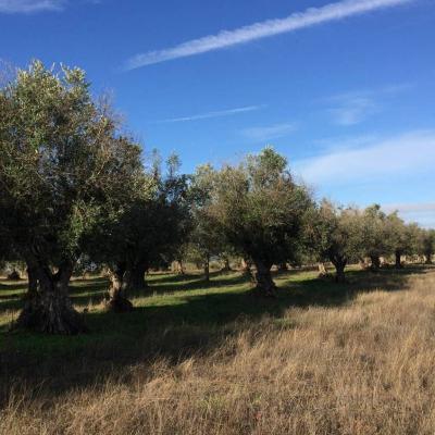 Olive trees