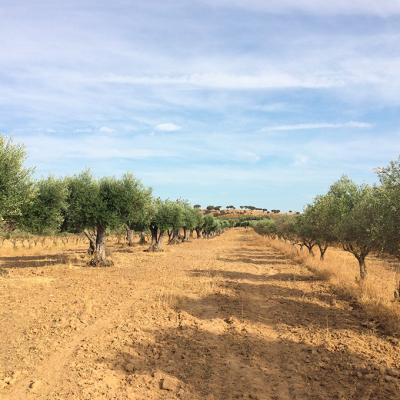Olive trees