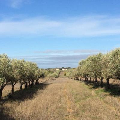 Olive trees