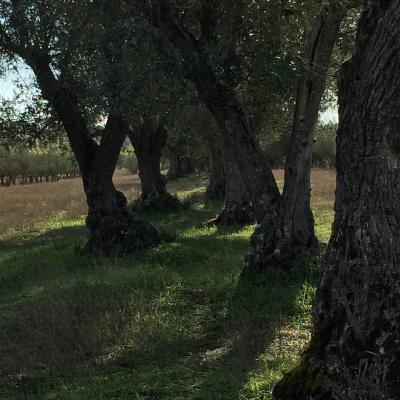 Olive trees