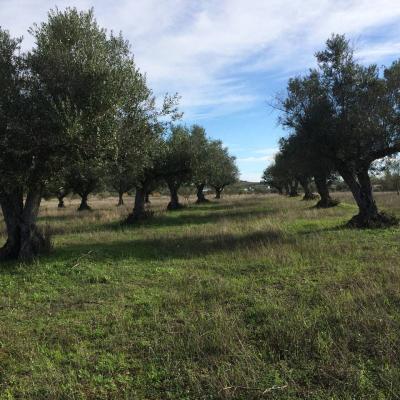 Olive trees