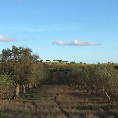 Olive trees