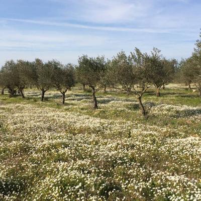 Olive trees
