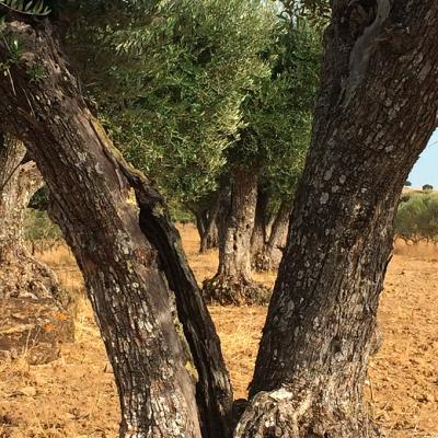 Olive trees