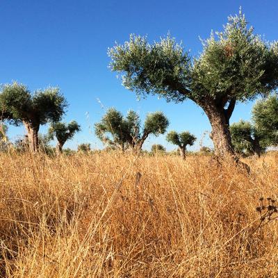 Olive trees