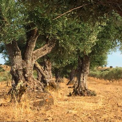 Olive trees