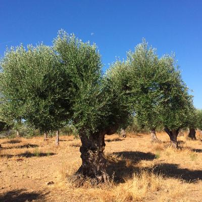 Olive trees