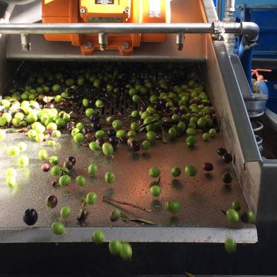Sorting olives