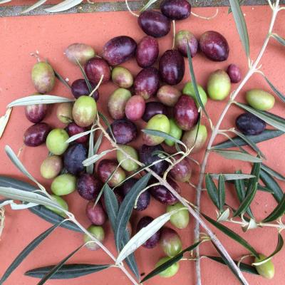 Sorting olives
