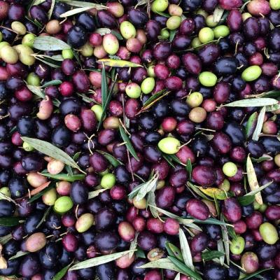 Sorting olives