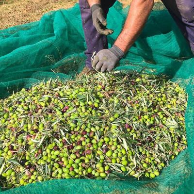 Sorting olives