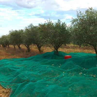 La récolte des olives