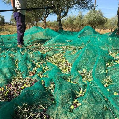 La récolte des olives