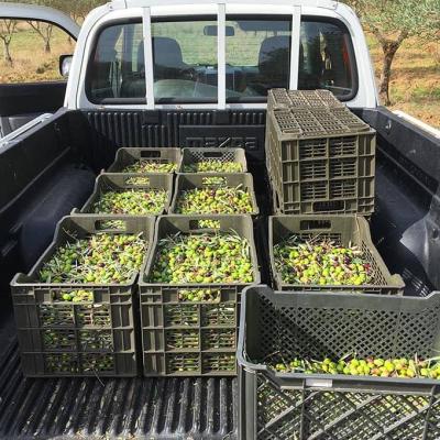 La récolte des olives