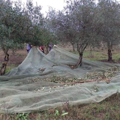 La récolte des olives