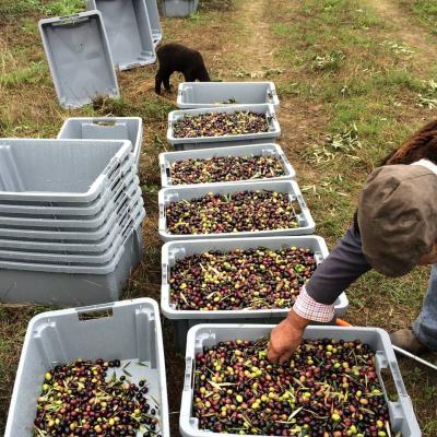 La récolte des olives