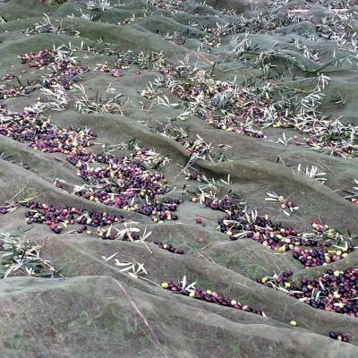 La récolte des olives