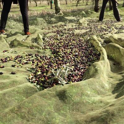 La récolte des olives