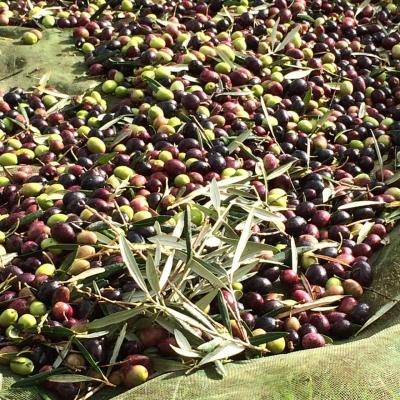La récolte des olives