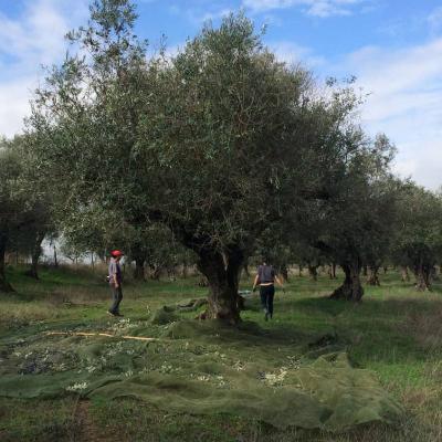 La récolte des olives