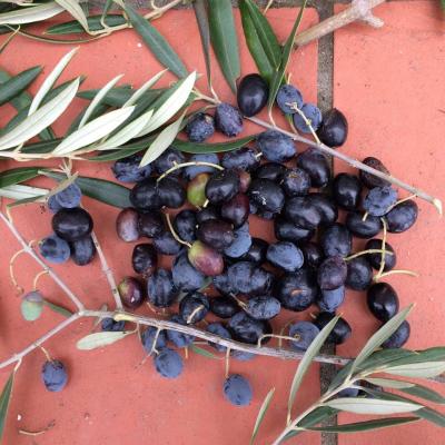 Le Tri Des Olives 02