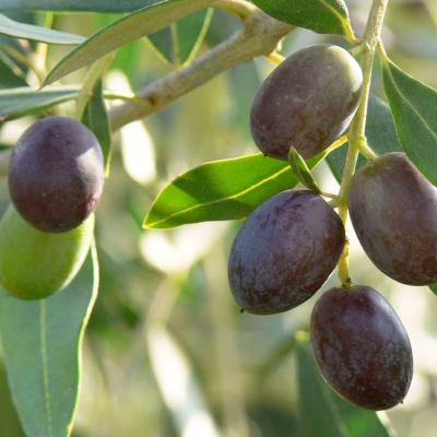Les olives sur les arbres