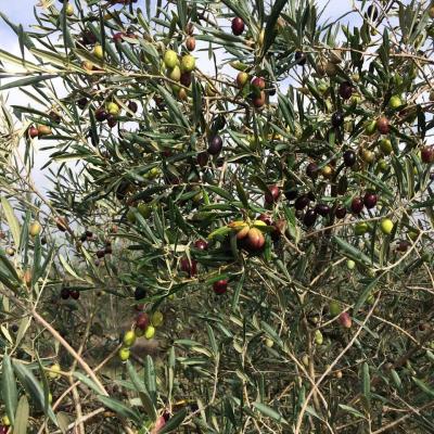 Les olives sur les arbres