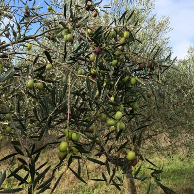 Les olives sur les arbres