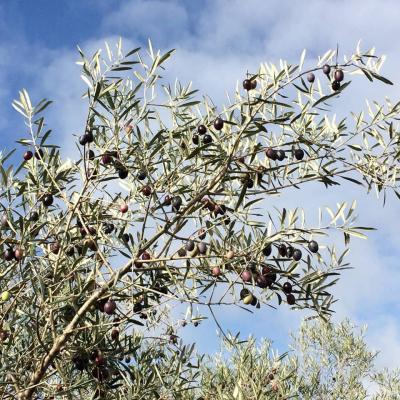 Les olives sur les arbres