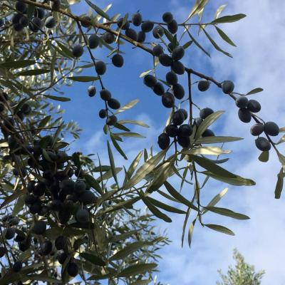 Les olives sur les arbres