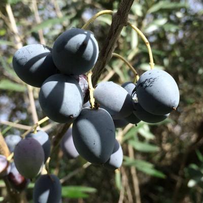 Les olives sur les arbres