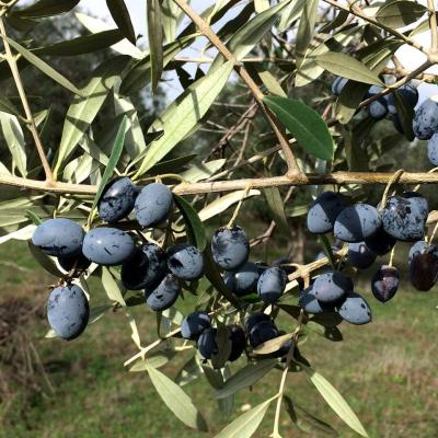 Les olives sur les arbres