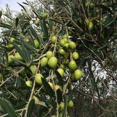 Les olives sur les arbres
